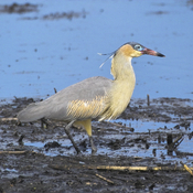 Whistling Heron